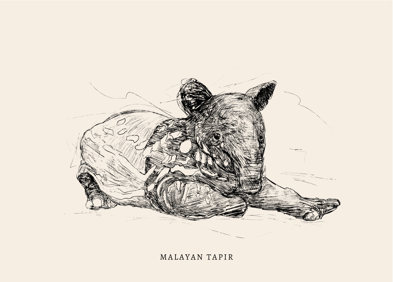 Endangered Animals Postcard (Individual)