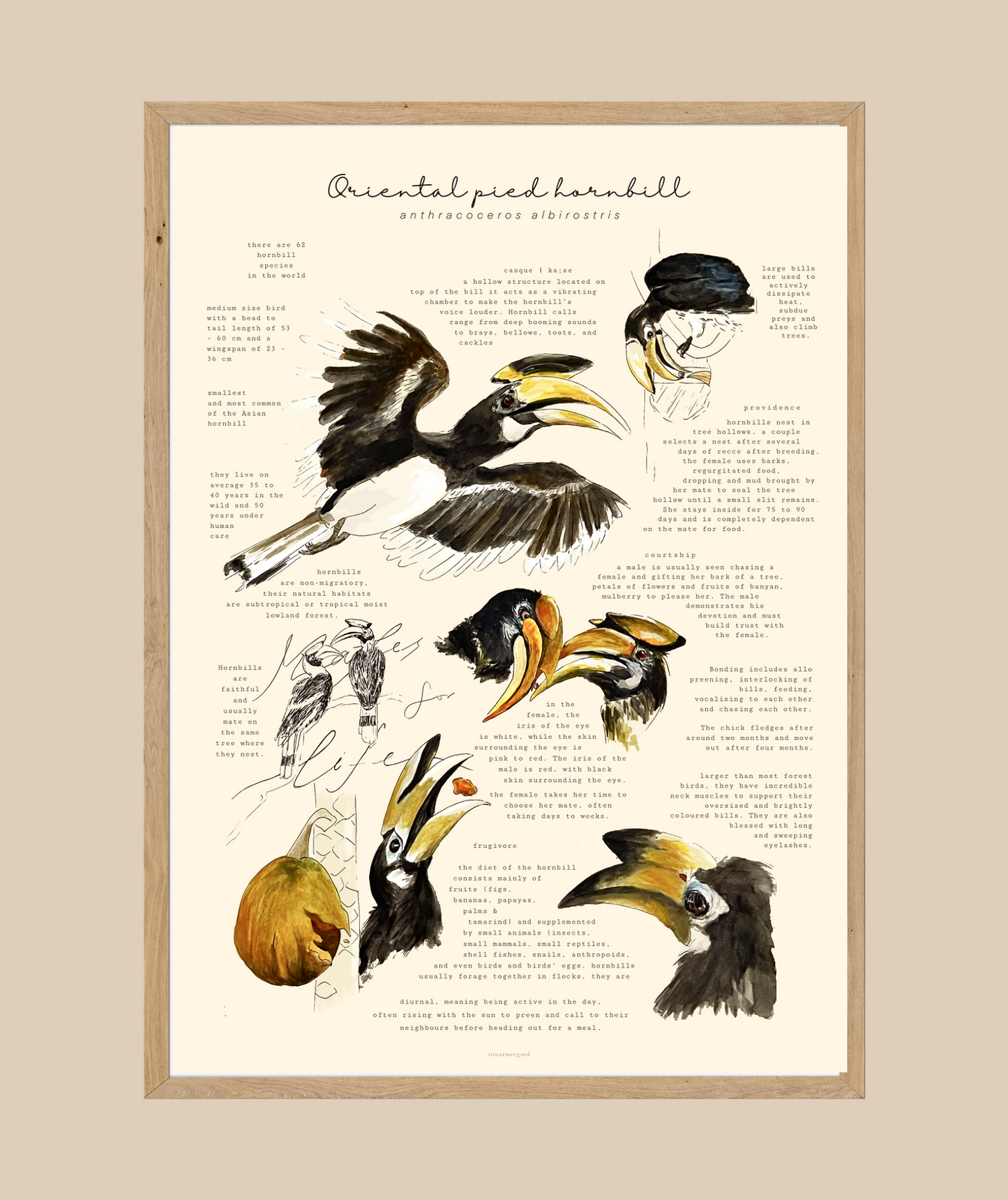 Oriental Pied Hornbill Art Print