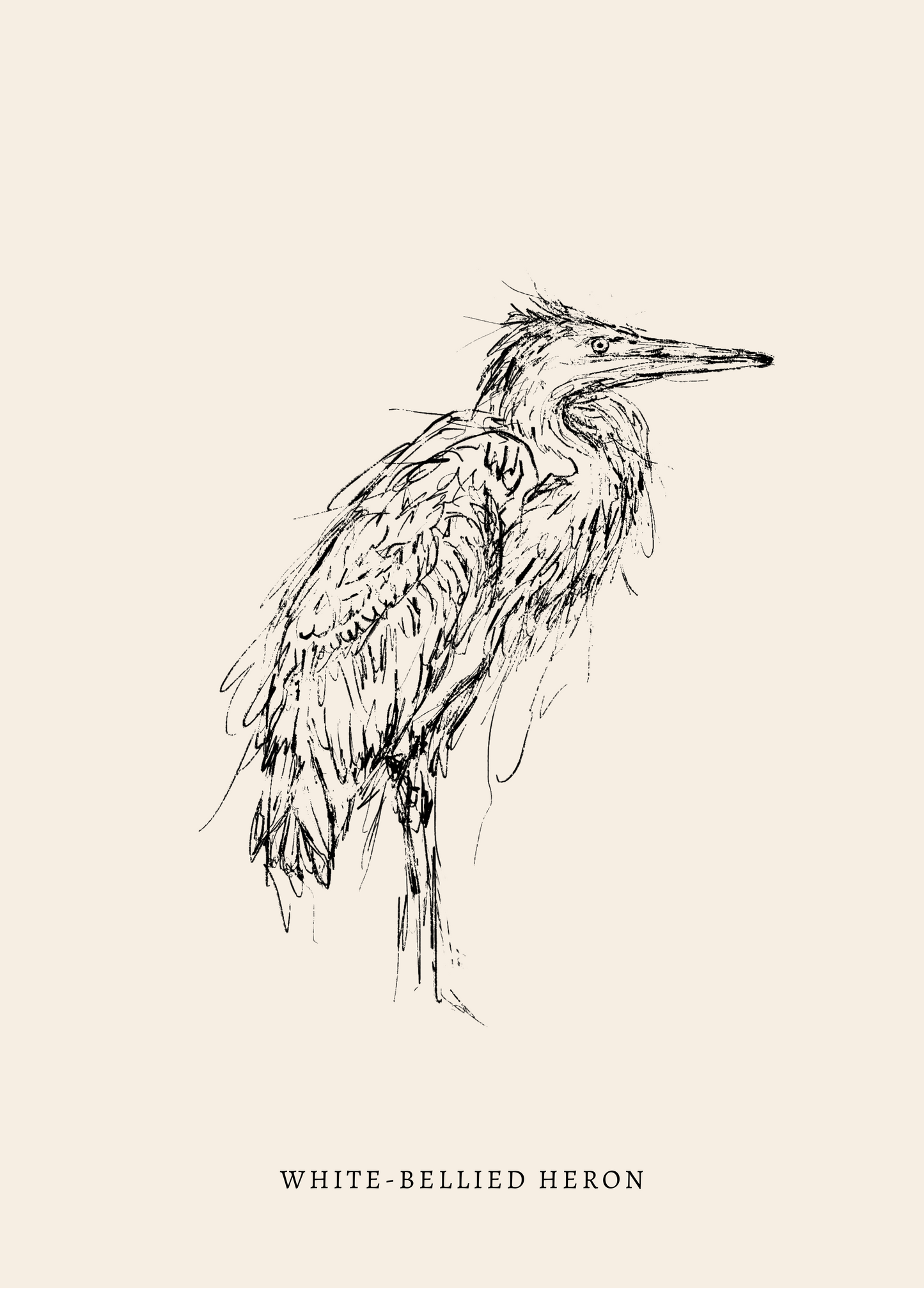 Endangered Animals Postcard (Individual)