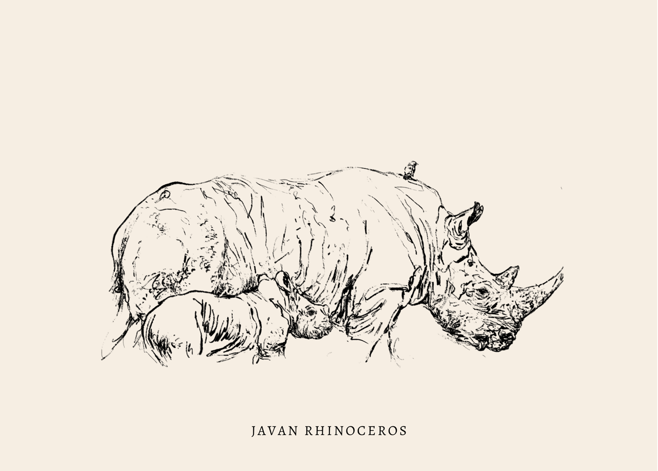 Endangered Animals Postcard (Individual)
