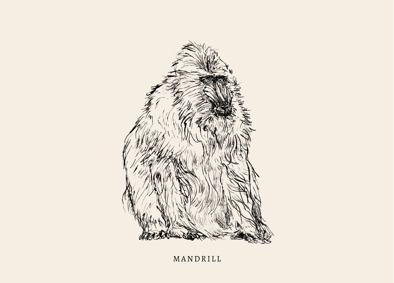 Endangered Animals Postcard (Individual)