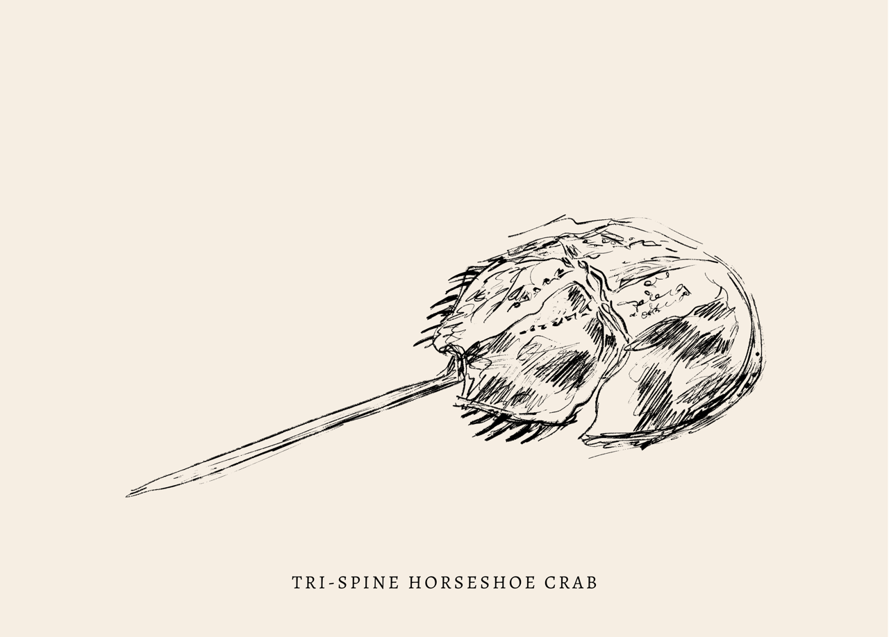 Endangered Animals Postcard (Individual)