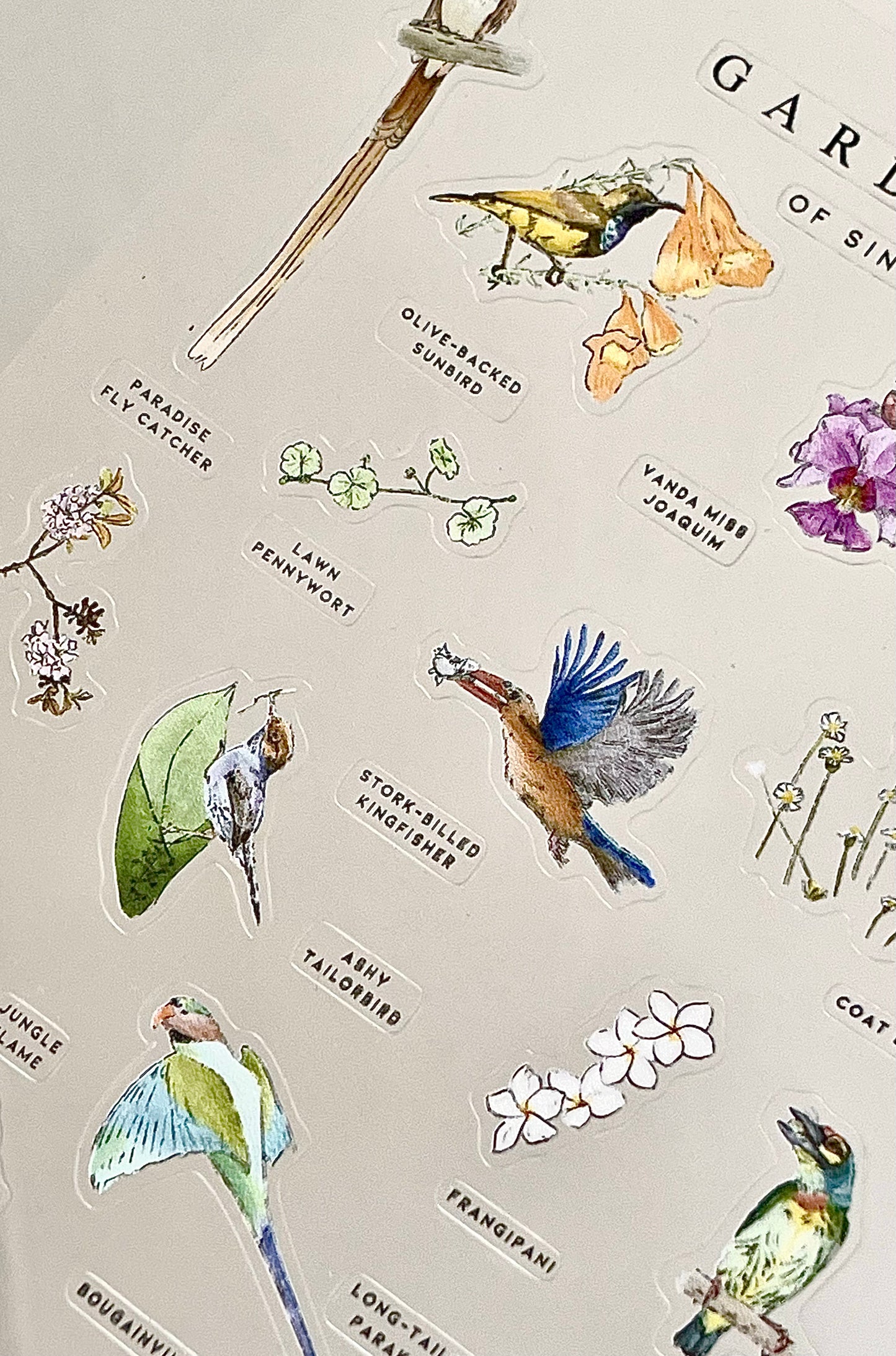 Gardeners of Singapore Sticker Sheet - Transparent A6