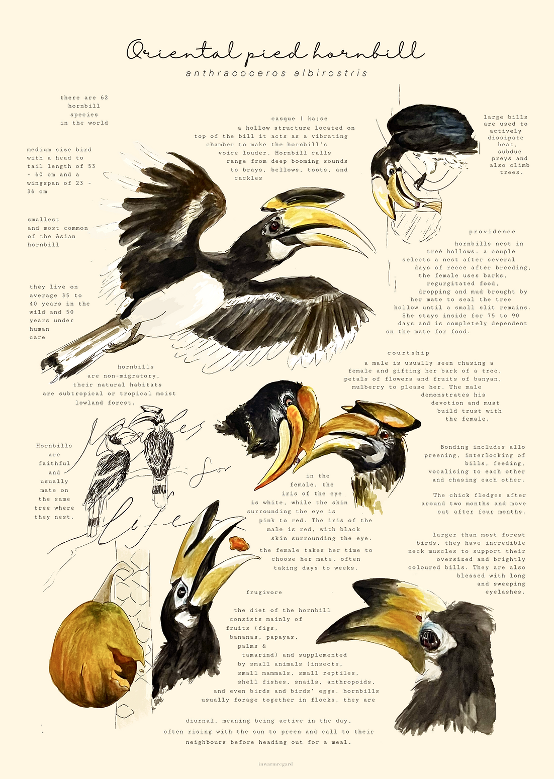 Oriental Pied Hornbill Art Print