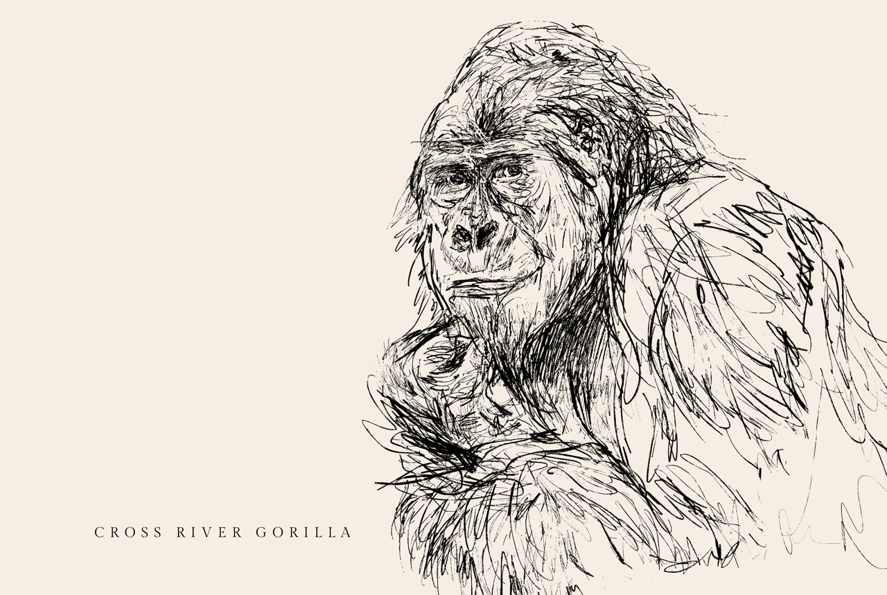Endangered Animals Postcard (Individual)