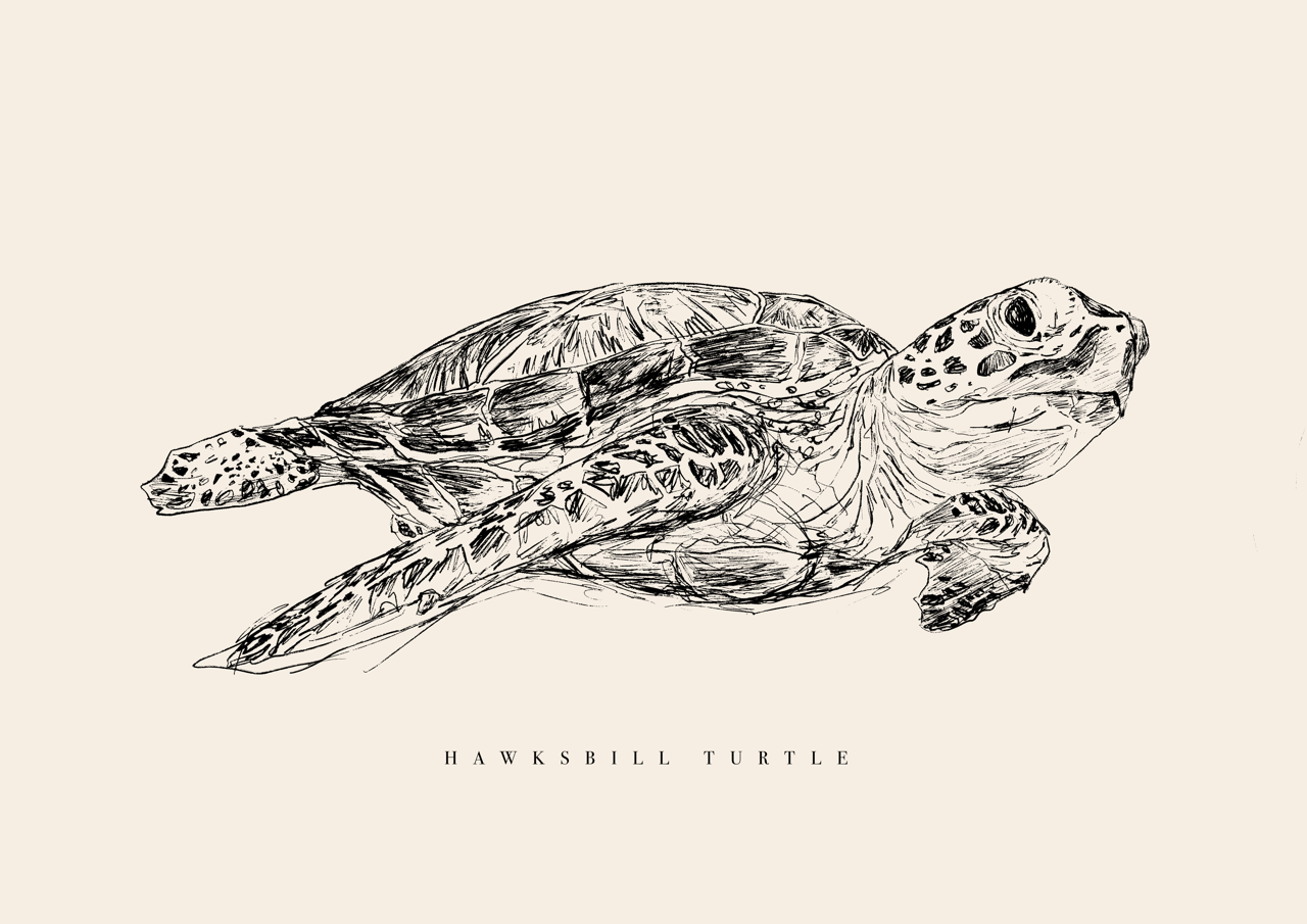 Endangered Animals Postcard (Individual)