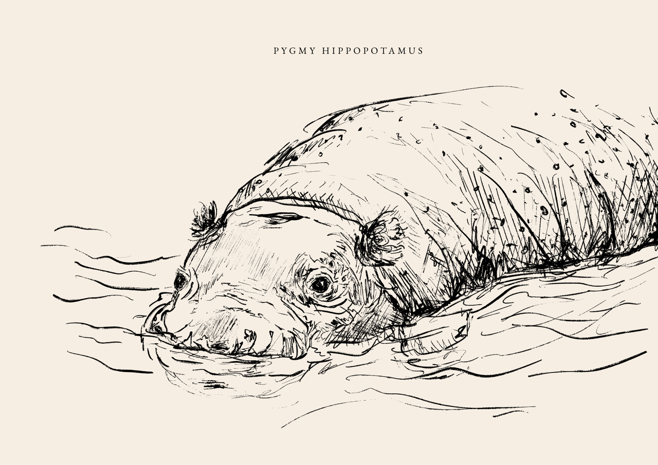 Endangered Animals Postcard (Individual)