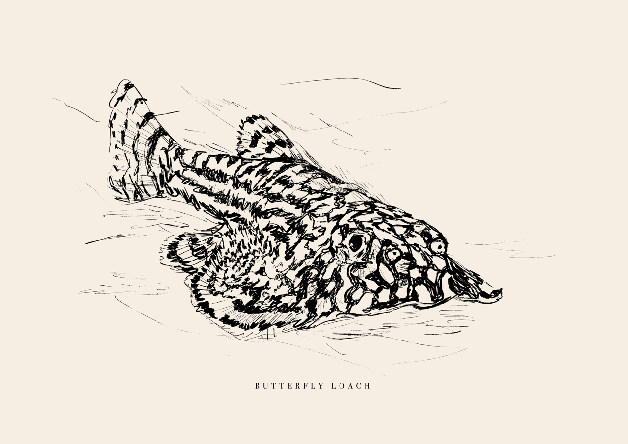 Endangered Animals Postcard (Individual)