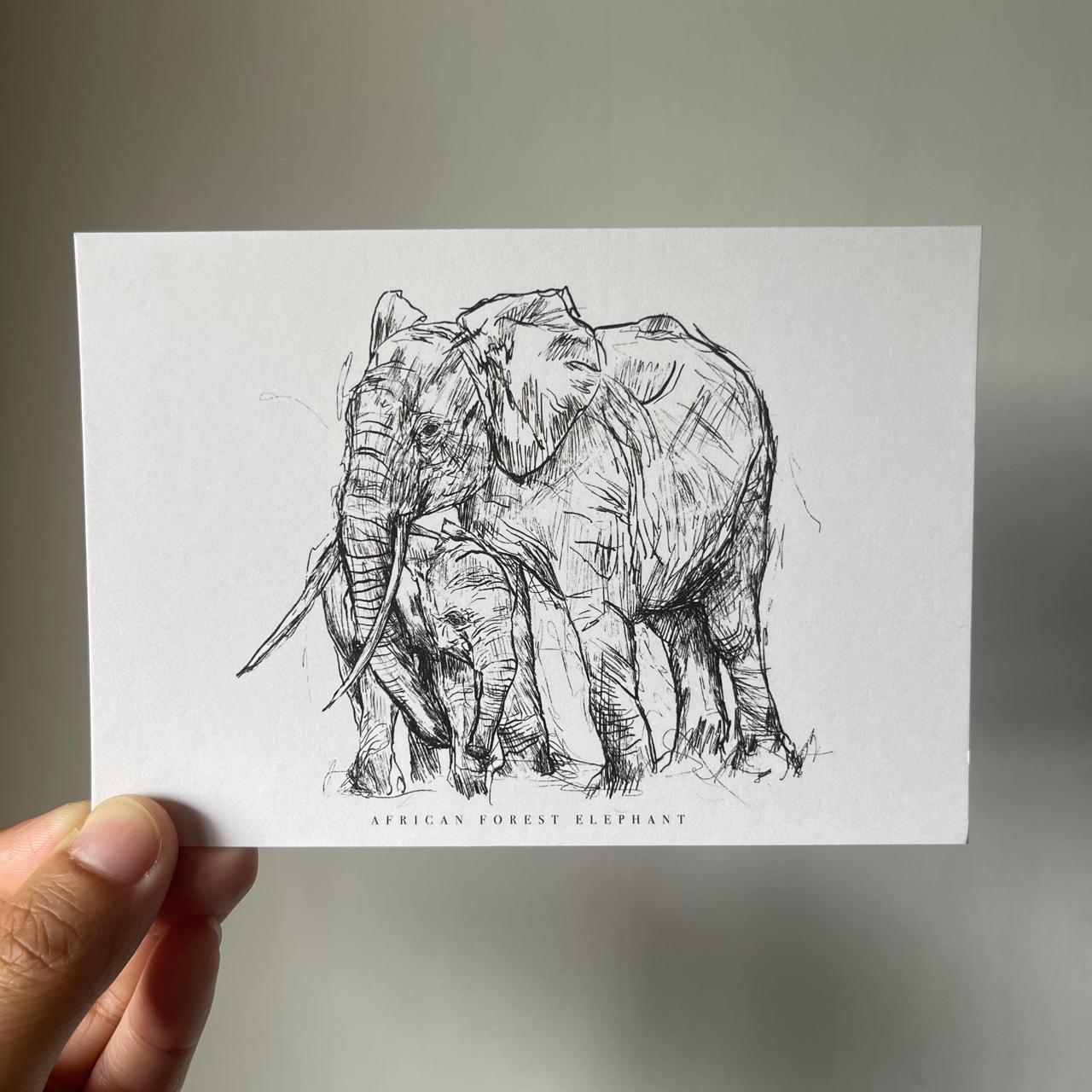 Endangered Animals Postcard (Individual)
