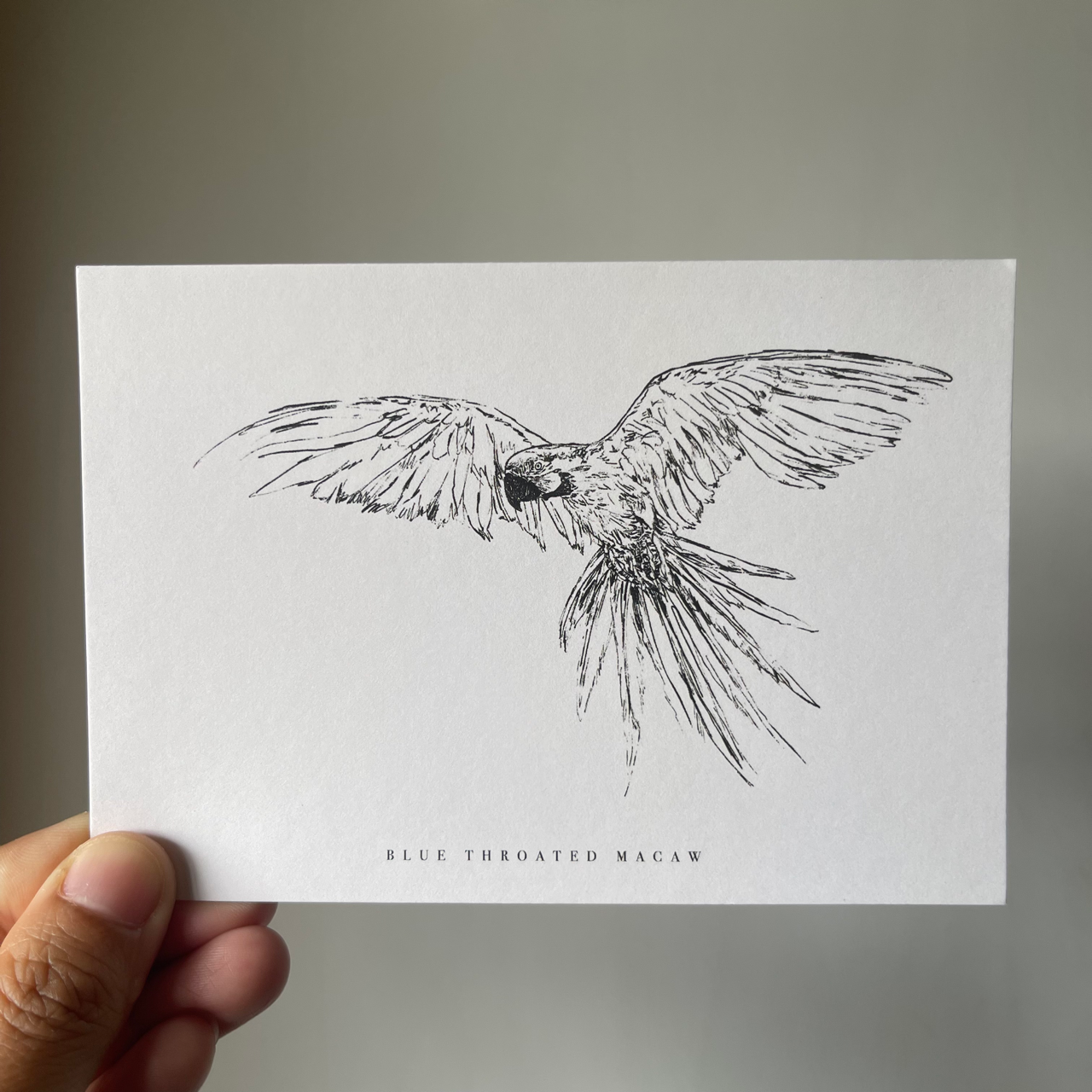 Endangered Animals Postcard (Individual)