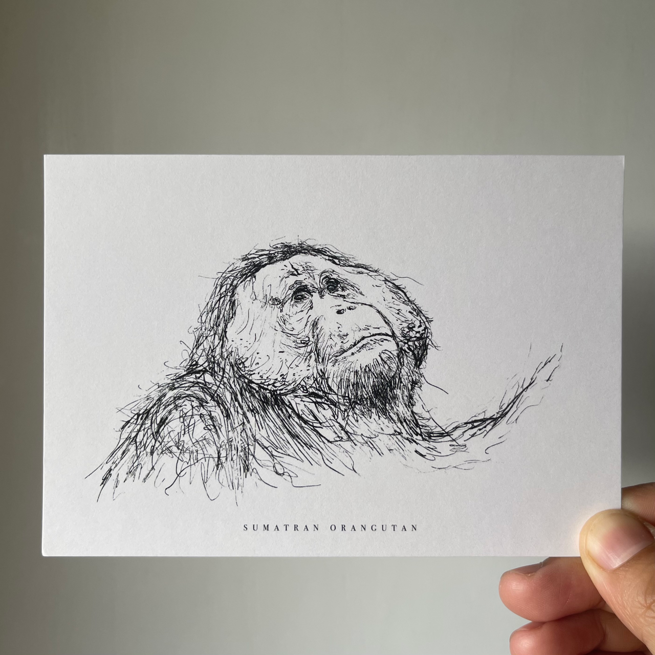Endangered Animals Postcard (Individual)