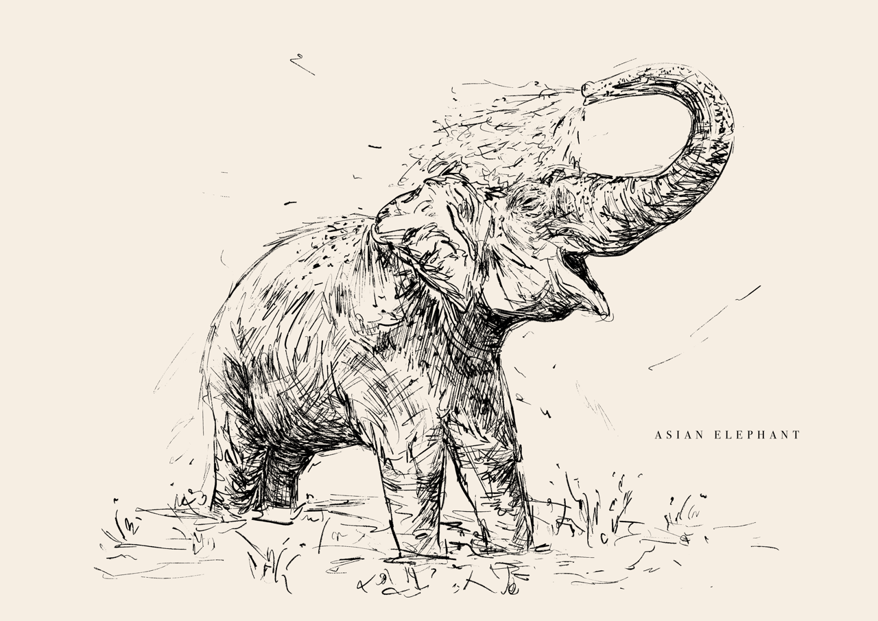 Endangered Animals Postcard (Individual)
