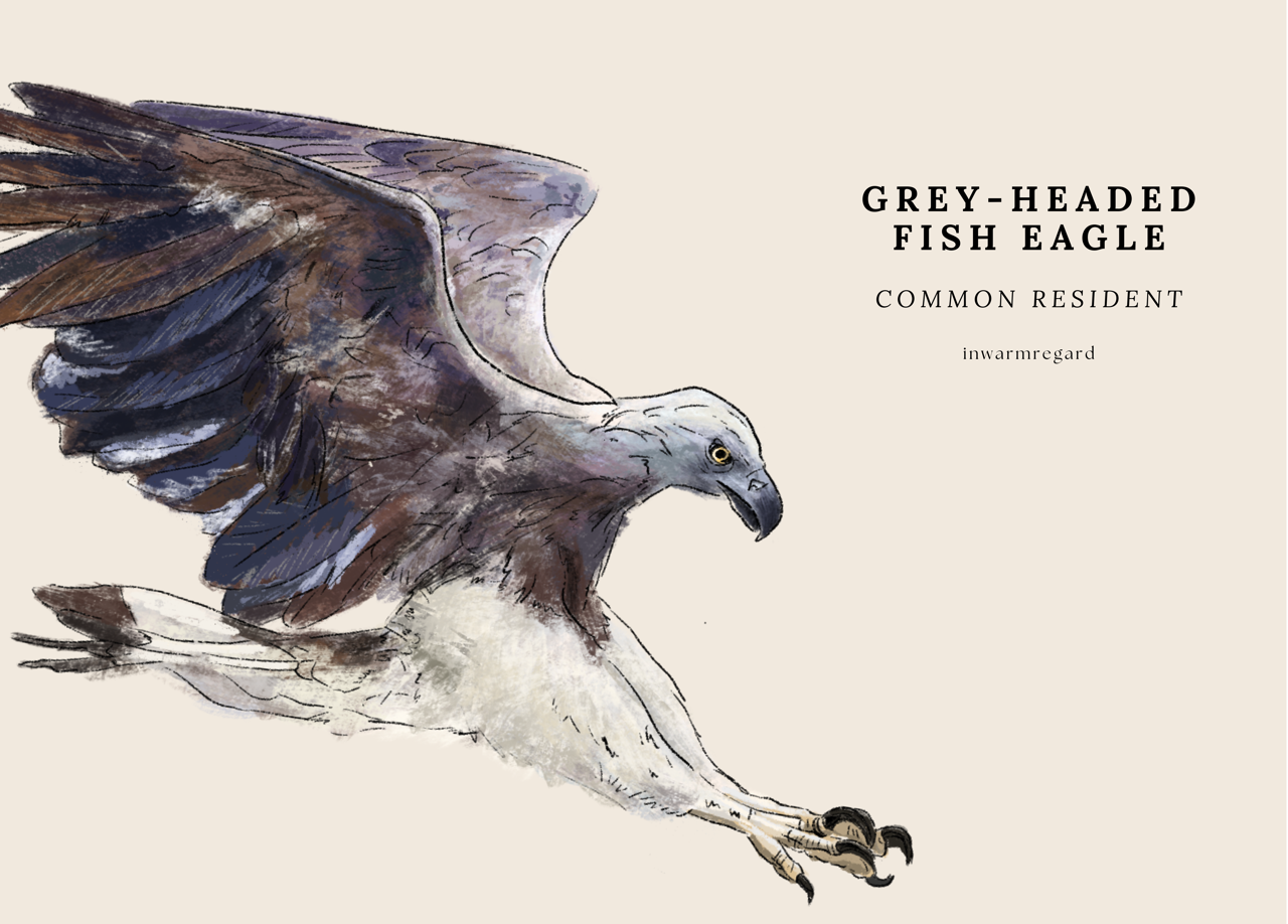 Birds of Prey Singapore Postcards