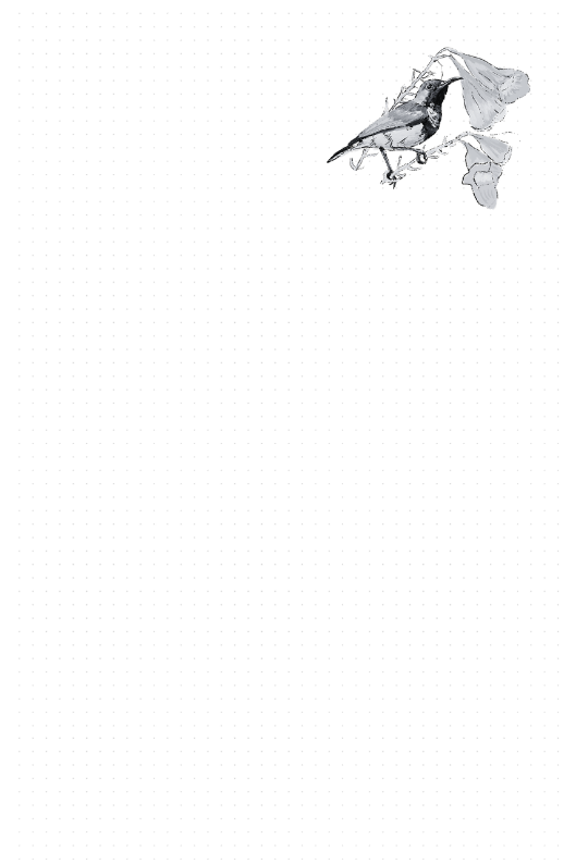 Birds Notebook