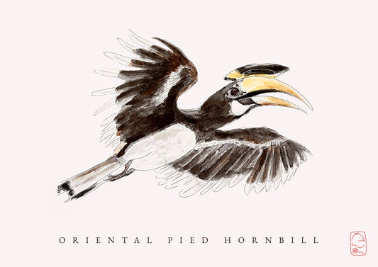 Oriental Pied Hornbill Postcards