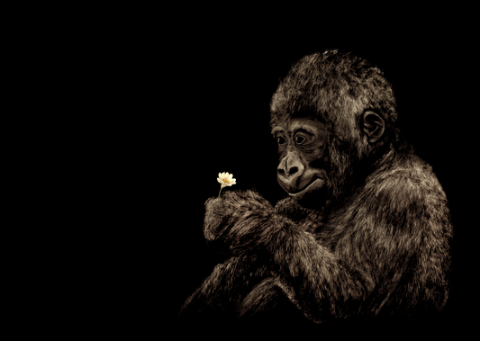 Baby Gorilla Art Print